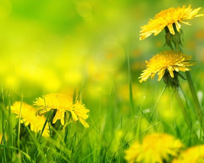 Dandelion flowers for the treatment of osteoarthritis of the knee joint